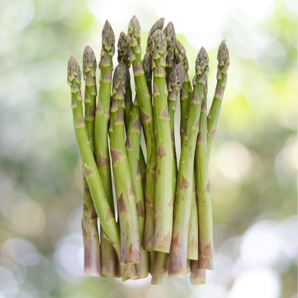 250+ Asparagus Seeds | Non-GMO Heirloom Vegetable Garden Seeds | Perennial