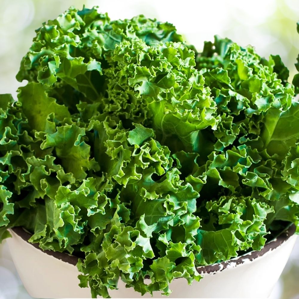 800 Dwarf Siberian Kale Seeds | Non-GMO
