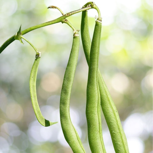 100+ Blue Lake Bean Seeds | Bush Variety | Non-GMO Heirloom Vegetable Garden Seeds