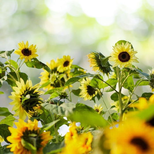 100 Vibrant Lemon Queen Sunflower Seeds, Bright Yellow Blooms, Annual