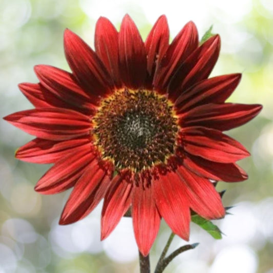 100 Velvet Queen Sunflower Seeds | Non-GMO | Heirloom Annual Flower