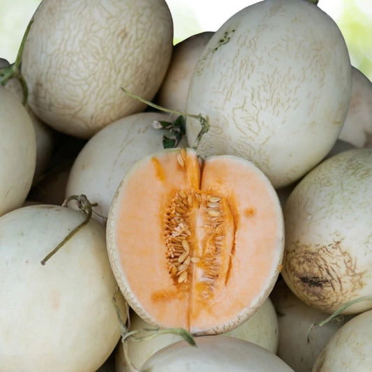 200 Orange Honeydew Melon Seeds | Non-GMO Sweet Melon for Garden