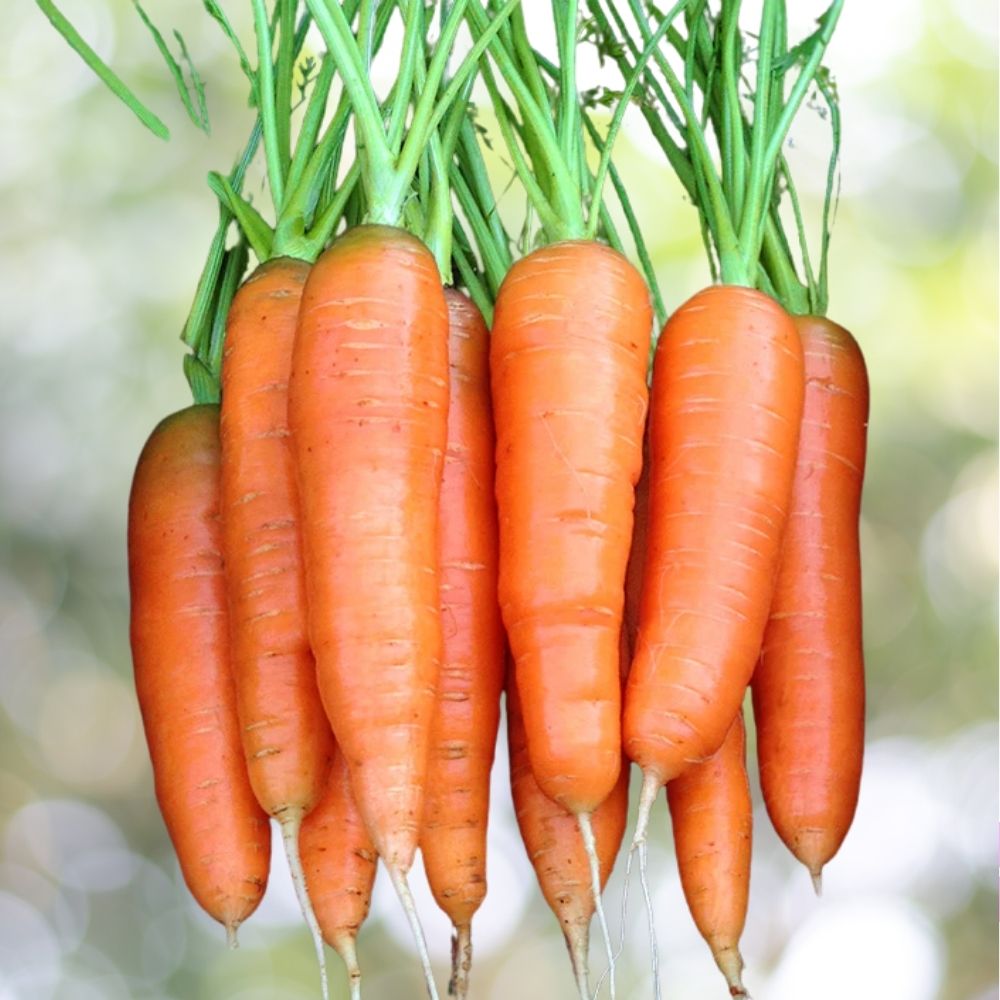 Scarlet Nantes Carrot Seeds 600 Count Heirloom Vegetable Garden Variety for Home Growing