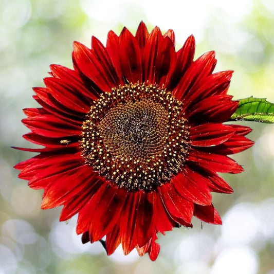 100 Velvet Queen Sunflower Seeds Non-GMO Heirloom Flower