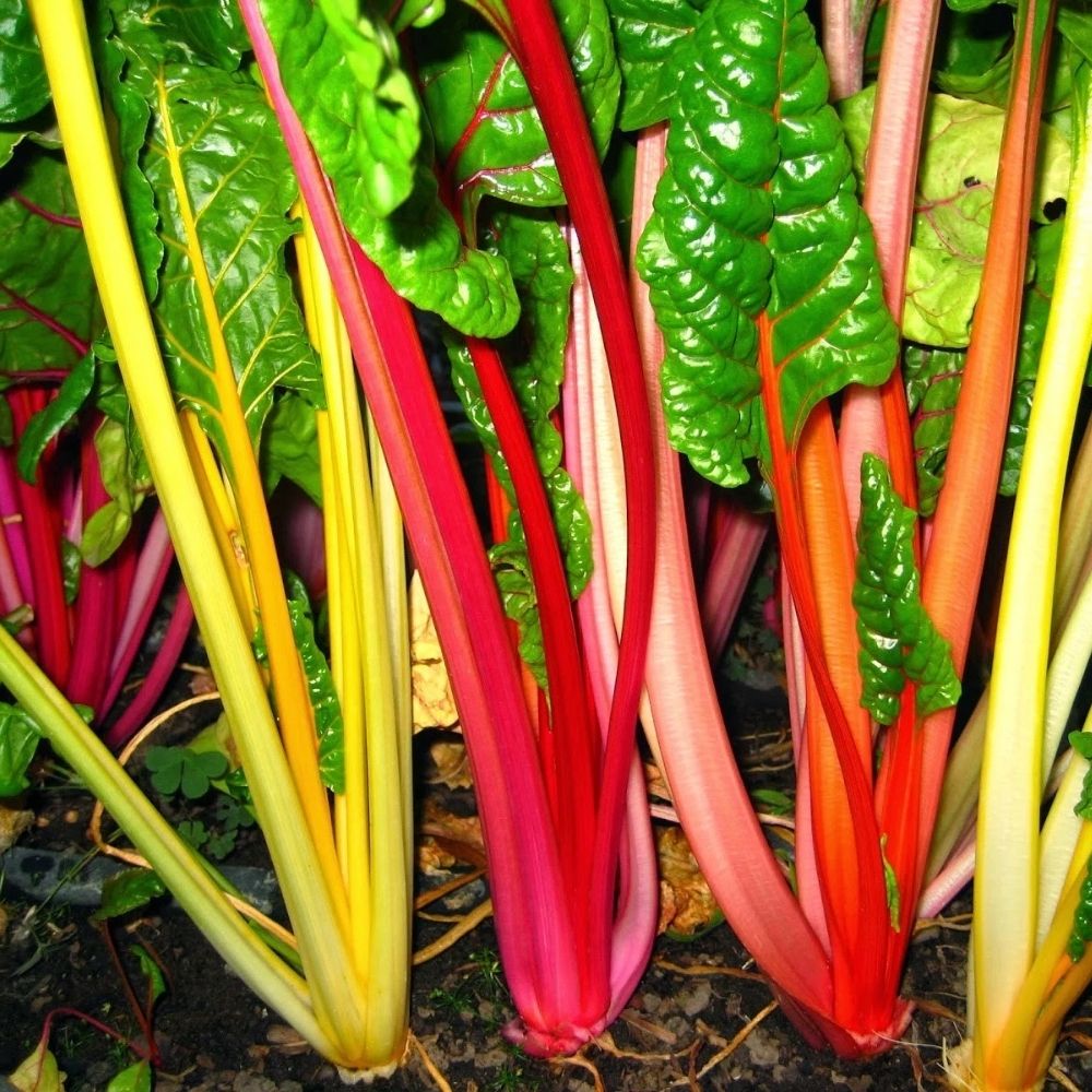Rainbow Swiss Chard Seeds – 2000 Non-GMO Seeds for Planting