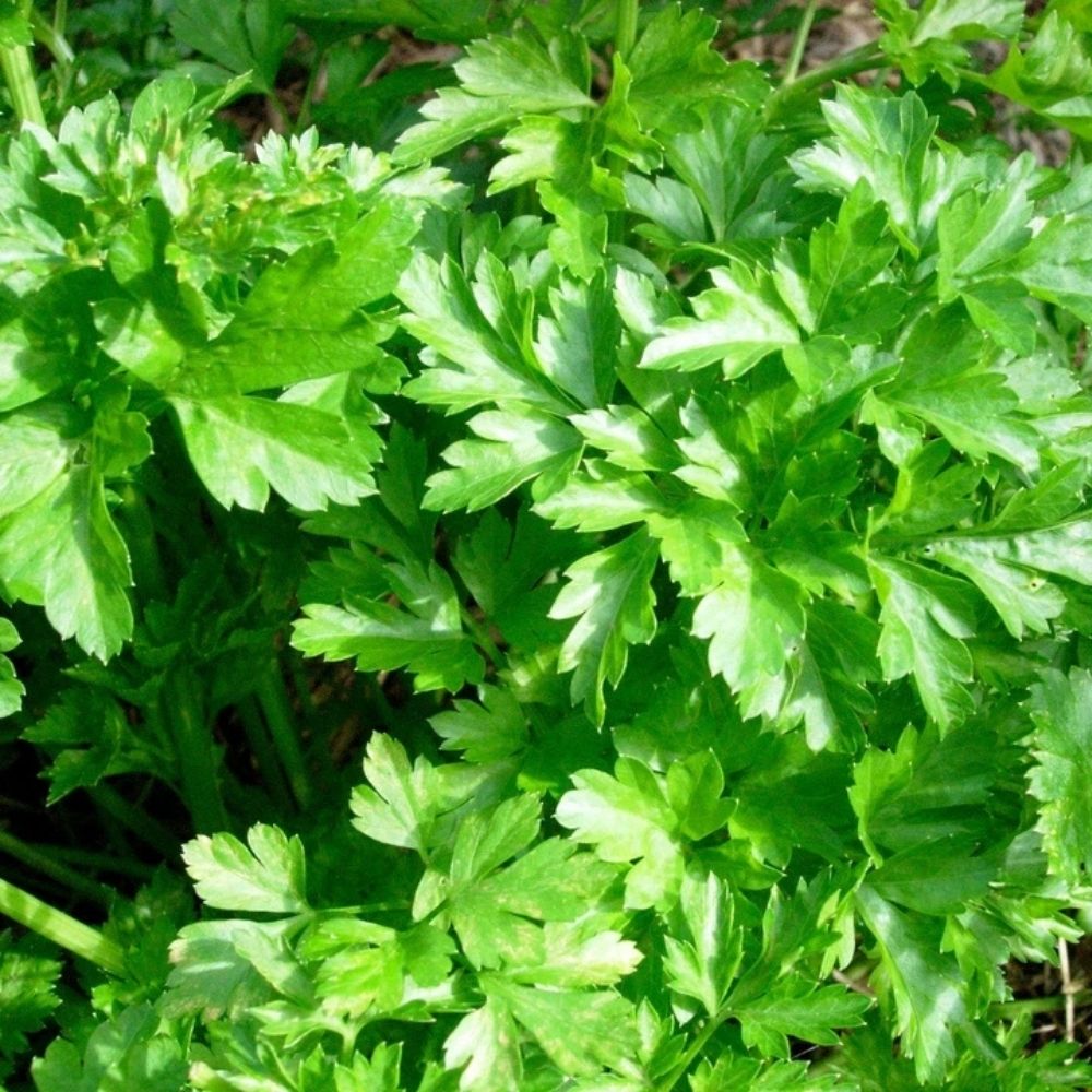 Italian Giant Parsley Seeds – 16000 Non-GMO Seeds for Planting