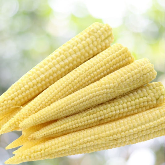 100+ Baby Corn Seeds for Pickling | Non-GMO Heirloom Vegetable Seeds | Sweet Mini Corn