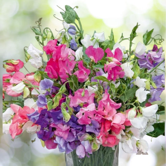 100+ Dwarf Sweet Pea Bijou Mix Seeds | Non-GMO Heirloom Fragrant Flowers | Lathyrus odoratus