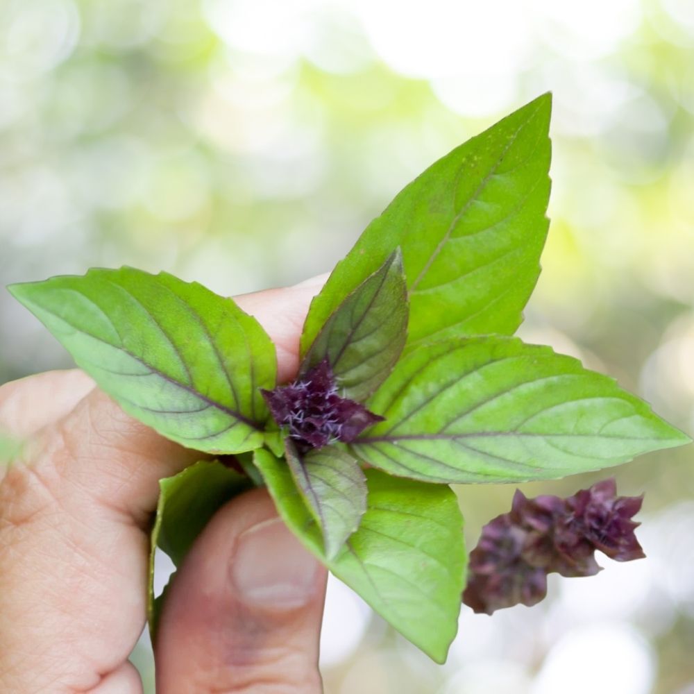 1500 Basil Seeds | Non-GMO Sweet Italian Herb Seeds for Planting