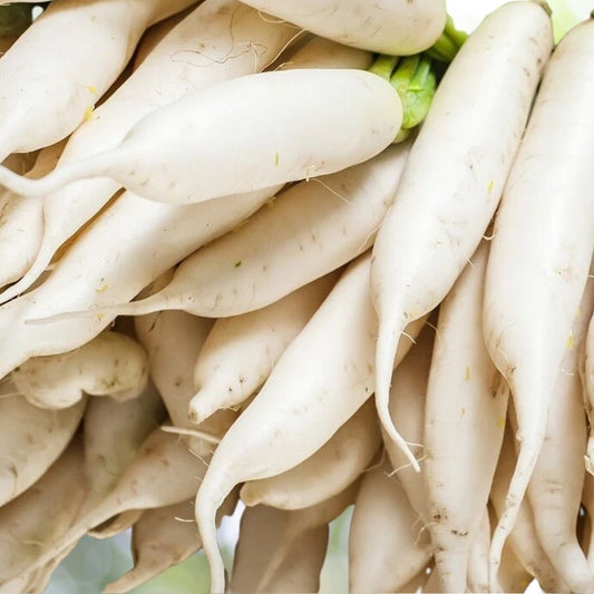 200 Radish Seeds | Non-GMO Vegetable Garden Seeds