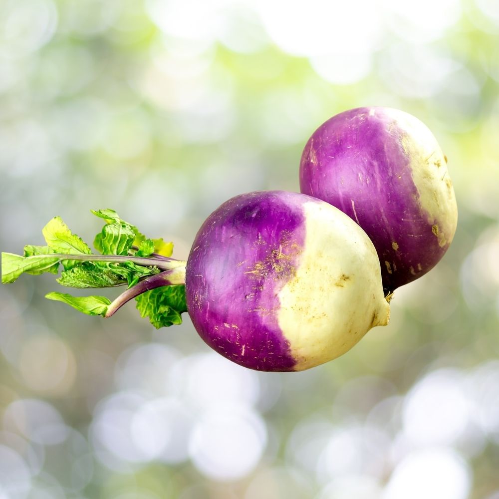 800 Purple Top Turnip Seeds | Non-GMO Heirloom Vegetable Garden