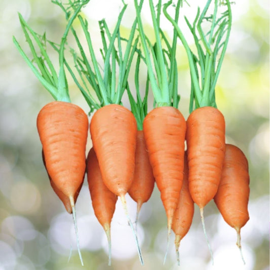 800 Chantenay Red Cored Carrot Seeds Heirloom Sweet Crisp Root Vegetable for Spring or Fall Planting