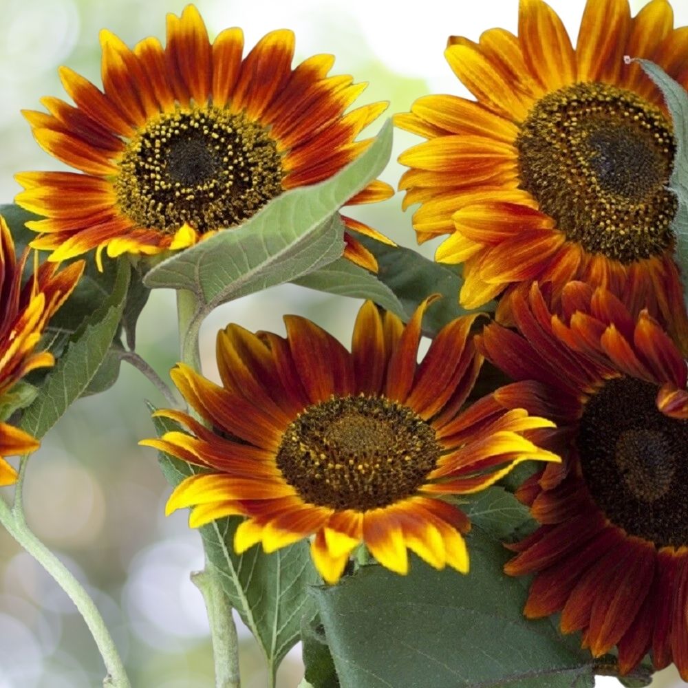 60 Autumn Beauty Sunflower Seeds - Heirloom Cut Flower Garden