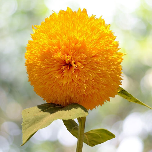 100 Heirloom Dwarf Teddy Bear Sunflower Seeds | Non-GMO