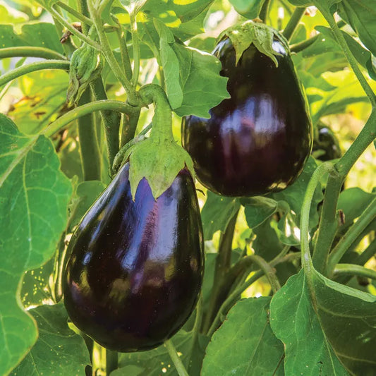 2 Black Beauty Eggplant Live Plants (Solanum melongena) 5–10" | Heirloom Large Purple Eggplant Garden Vegetable Starters