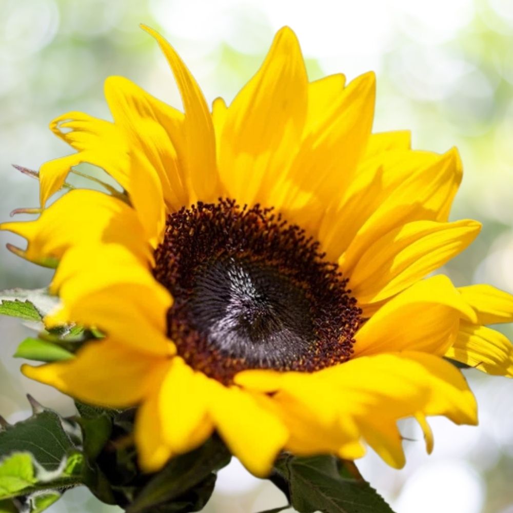 60 Dwarf Incredible Sunflower Seeds