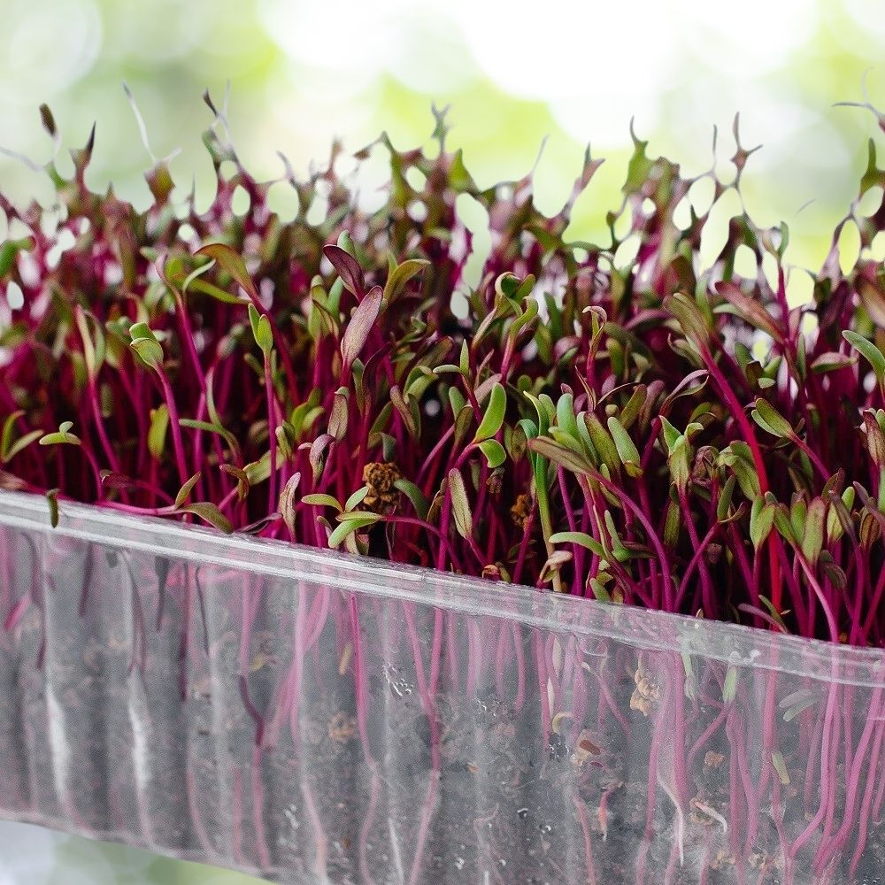 100 Bulls Blood Beet Microgreen Seeds | NON-GMO