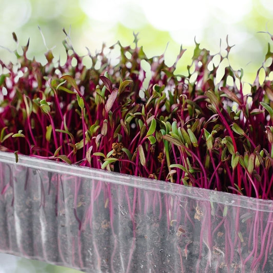 100 Bulls Blood Beet Microgreen Seeds | NON-GMO