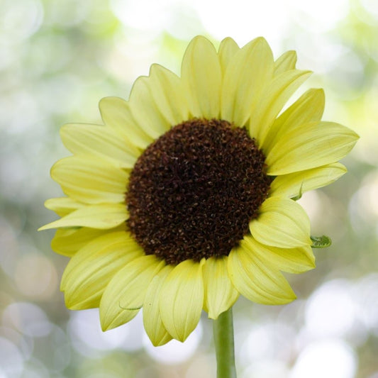 100 Vibrant Lemon Queen Sunflower Seeds | Non-GMO Heirloom