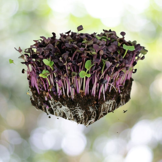 200 Organic Rambo Purple Radish Microgreen Seeds | Non-GMO Sprouting Seeds
