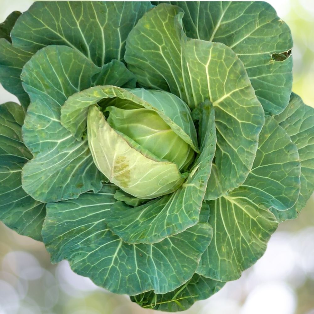 Copenhagen Market Early Cabbage Seeds – 16000 Non-GMO Heirloom Seeds for Planting
