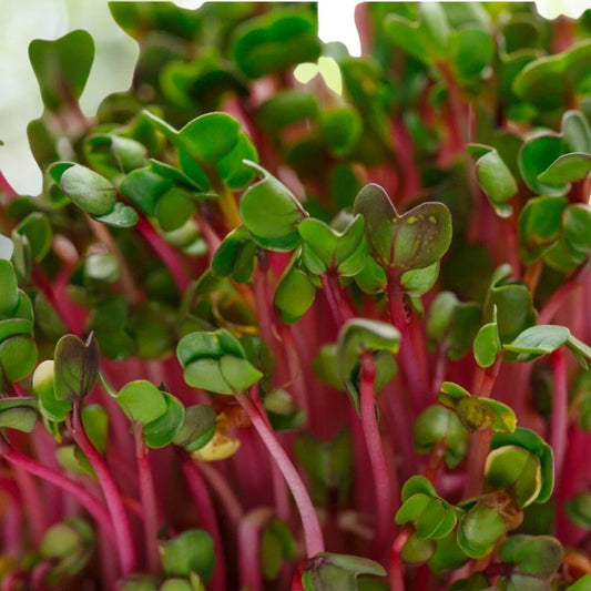 100 Pink Swiss Chard Microgreen Seeds | Non-GMO | Heirloom Vegetable