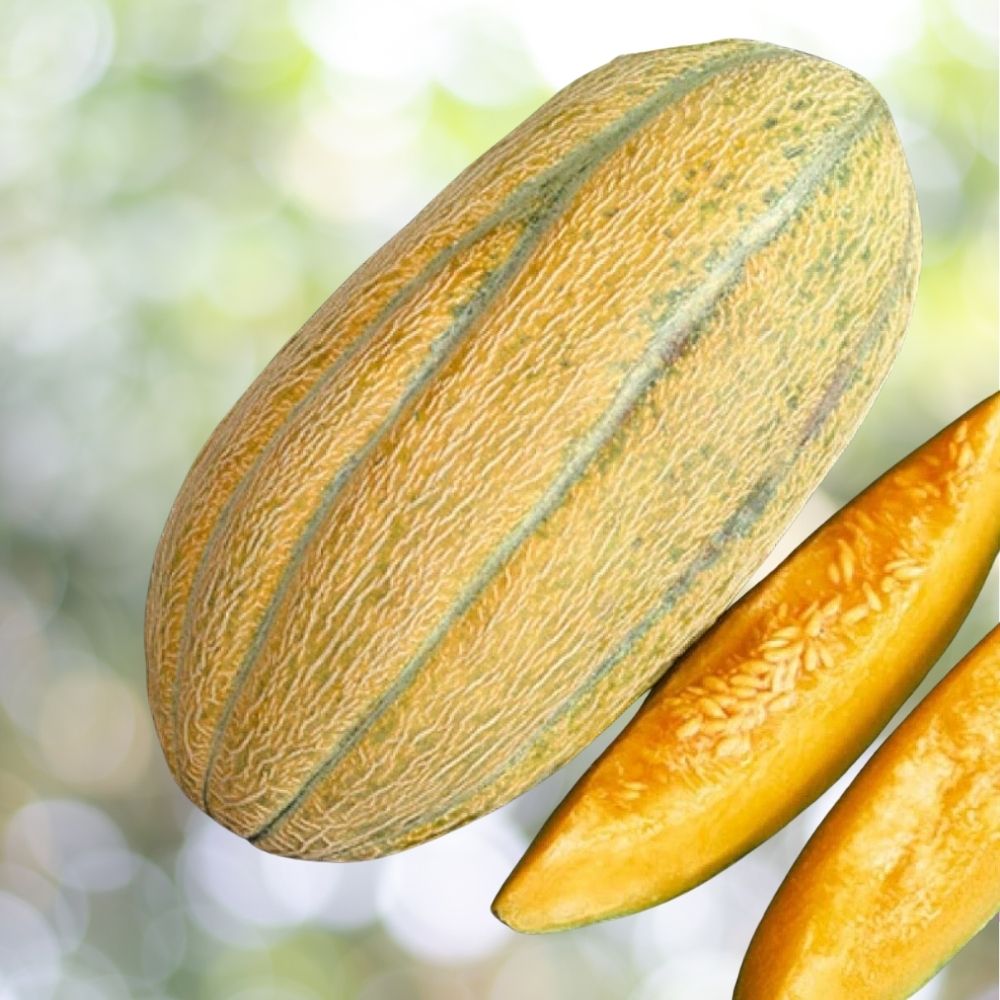 500 Banana Melon Seeds, Banana Cantaloupe, Aromatic, NON-GMO, Fast Shipping
