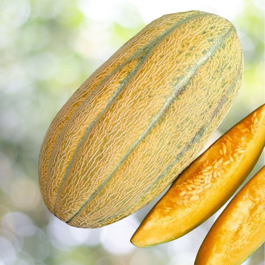 500 Banana Melon Seeds, Banana Cantaloupe, Aromatic, NON-GMO, Fast Shipping