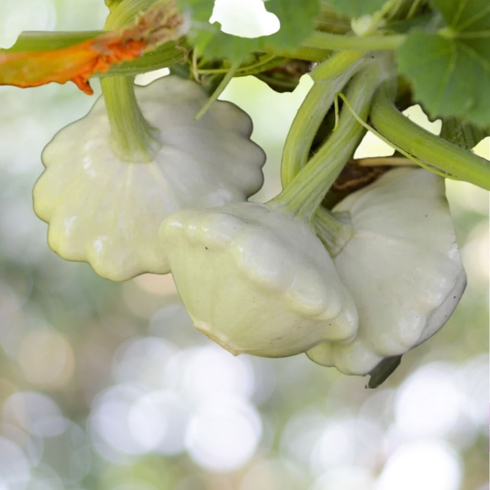 Bennings Green Tint Scallop Squash Seeds - 300 Seeds NON-GMO Pattypan Summer Squash Fast Shipping
