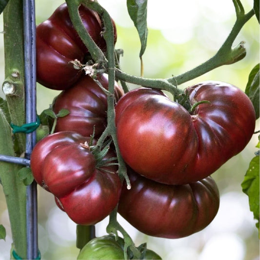 Black Brandywine Tomato Seeds, 500 Count, Heirloom, Non-GMO, Potato Leaf, Fast Shipping