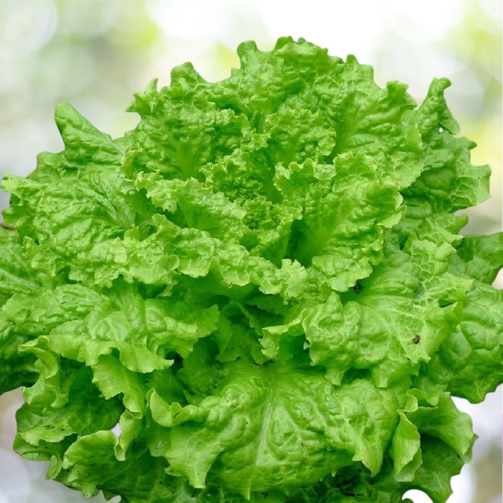 10K Black Seeded Simpson Lettuce Seeds, Heirloom, NON-GMO, Fast Shipping