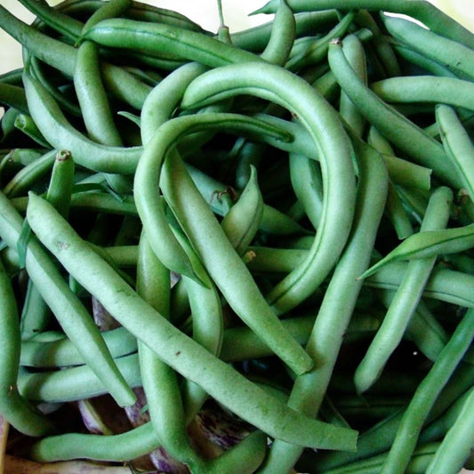 70+ Blue Lake Bush 274 Green Bean Seeds, Heirloom, Non-GMO, Fast Shipping