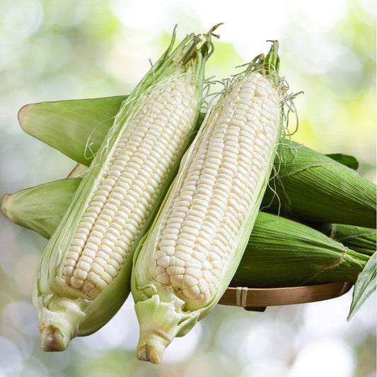 80 Seeds Boone County White Dent Sweet Corn Heirloom Fast Shipping