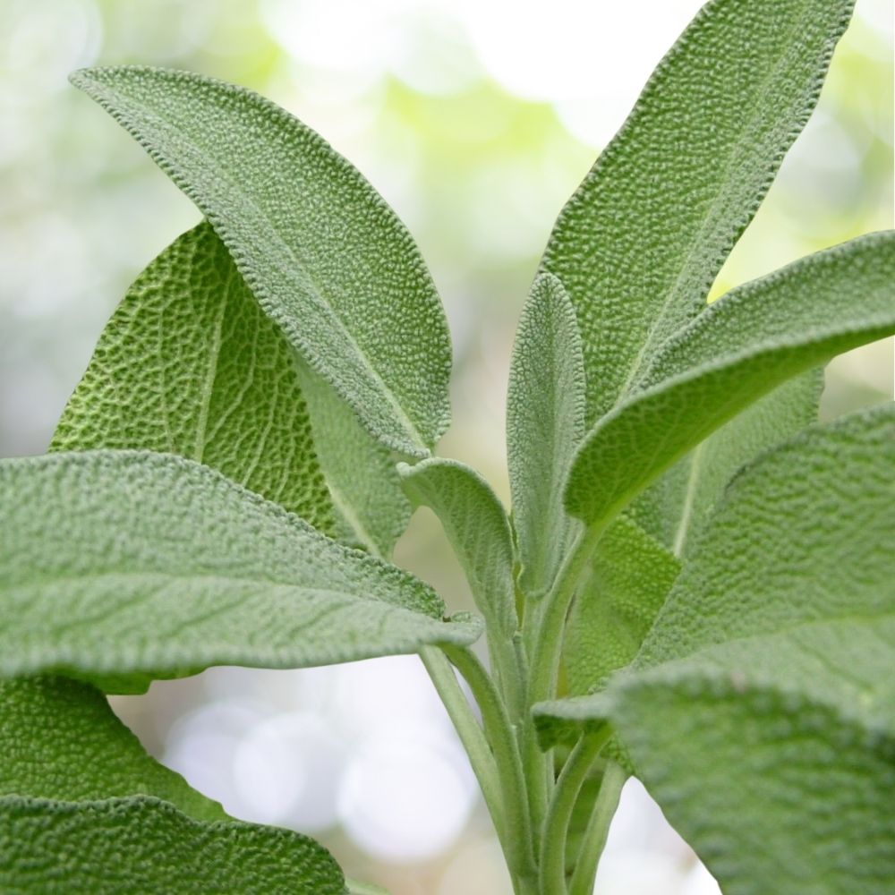 750 Broadleaf Sage Seeds Salvia Officinalis NON-GMO Herb Garden Fast Shipping