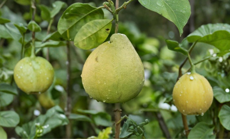 Nam Roi Sweet Pomelo Tree Cuttings – 3 Unrooted Citrus maxima Scions for Rooting or Grafting