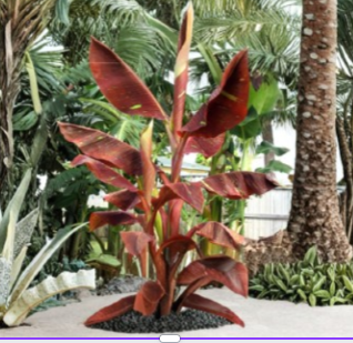 Siam Ruby Variegated Ornamental Banana Plant – Live Rooted Musa Starter Plant for Tropical Garden or Container
