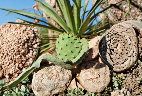 Opuntia Macrorhiza Plains Prickly Pear Cactus Pad Cutting – 1 Live Native Cactus Cutting for Propagation