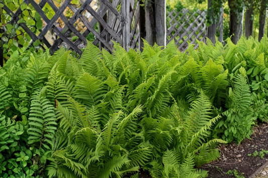 10 Ostrich Ferns, Matteuccia struthiopteris, Bare Root Perennial Shade Plants, Native Woodland Garden