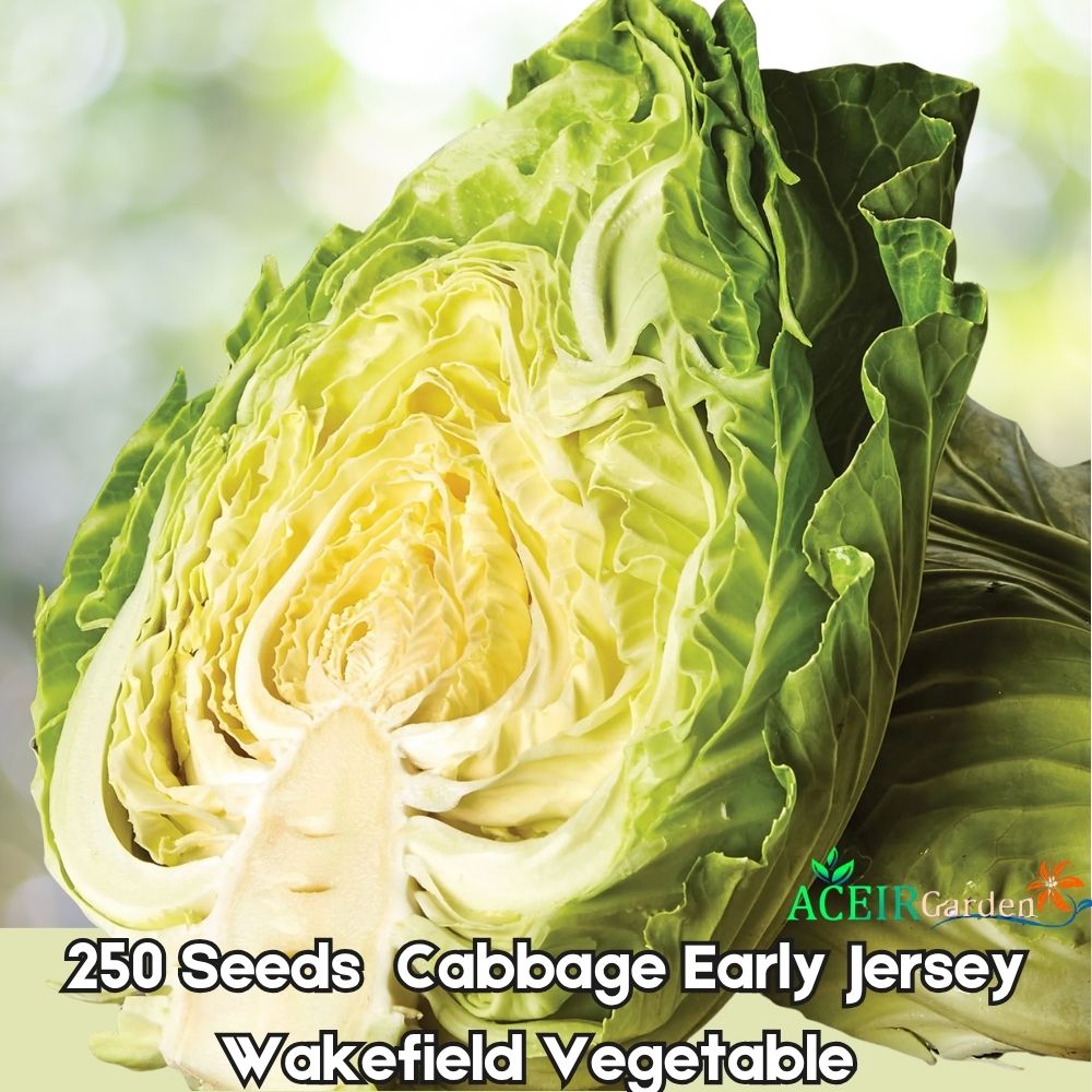 250 Early Jersey Wakefield Cabbage Seeds – Heirloom Early Green Vegetable for Spring & Fall Planting