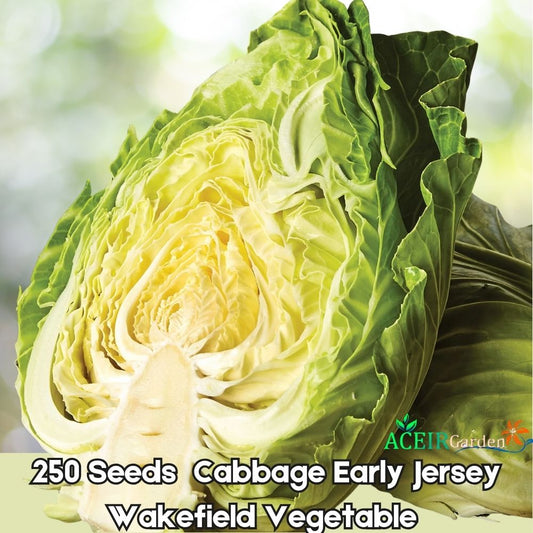 250 Early Jersey Wakefield Cabbage Seeds – Heirloom Early Green Vegetable for Spring & Fall Planting