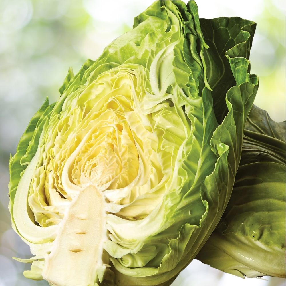250 Early Jersey Wakefield Cabbage Seeds – Heirloom Early Green Vegetable for Spring & Fall Planting