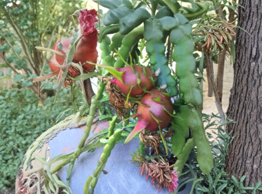 Red Dragon Fruit Cuttings Hailey’s Comet 2 Pieces 9 to 14 Inch Unrooted Pitaya Cactus for Growing