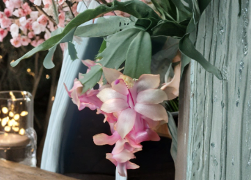 Christmas Cactus Cuttings Schlumbergera Live Unrooted Holiday Cactus Segments for Growing Indoors