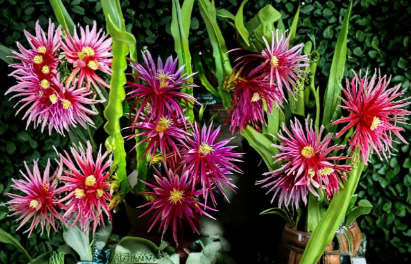 Dragon Fruit Unrooted Cuttings 8–14 Inch Pitaya Cactus Plant for Propagation