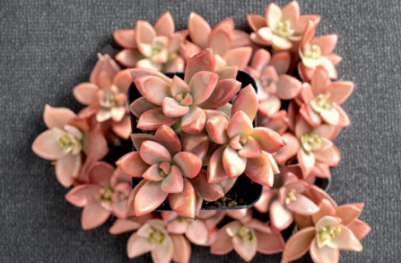 2 Graptosedum Alpenglow Live Succulent Plants Rooted 2 Inch Pots Colorful Rosette Drought Tolerant