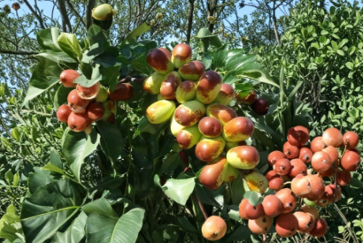 15 Sherwood Jujube Cuttings Chinese Red Date Unrooted Scion Wood Ziziphus Jujuba for Grafting