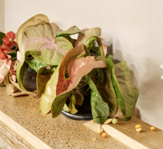 Neon Robusta Pink Syngonium Podophyllum Arrowhead Vine Unrooted Cutting Houseplant