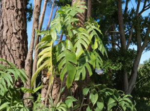 Cebu Blue Pothos Unrooted Cutting 4 Node Epipremnum Pinnatum Tropical Vining Houseplant Starter