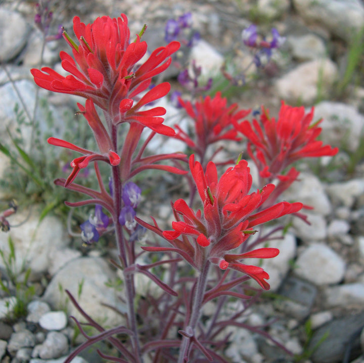 50 Castilleja angustifolia v. dubia Seeds | Northwestern Indian Paintbrush | Native Perennial Wildflower for Pollinators