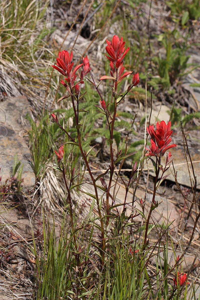 50 Castilleja miniata Seeds | Giant Red Indian Paintbrush | Native Perennial Wildflower for Pollinators & Meadow Gardens